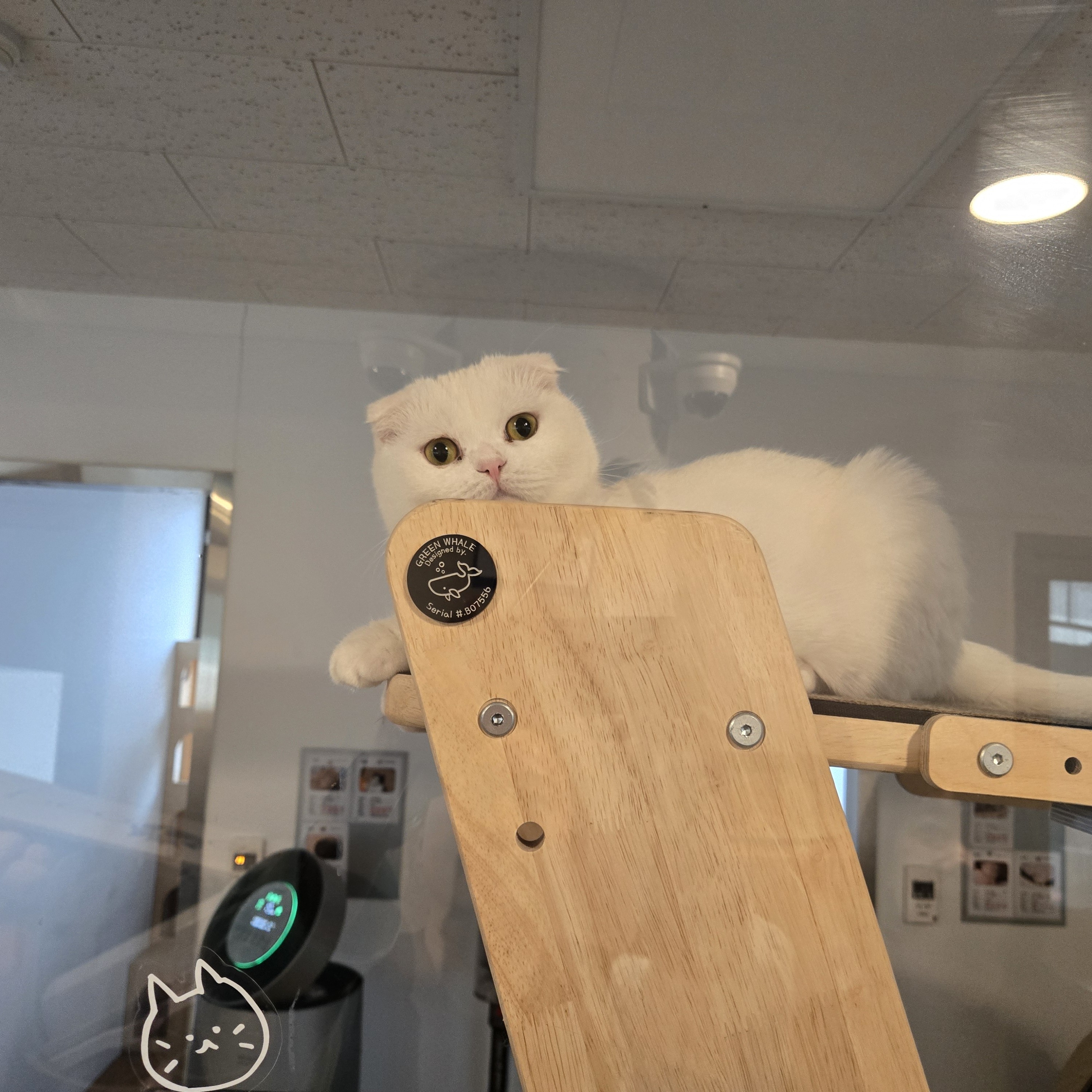 청청