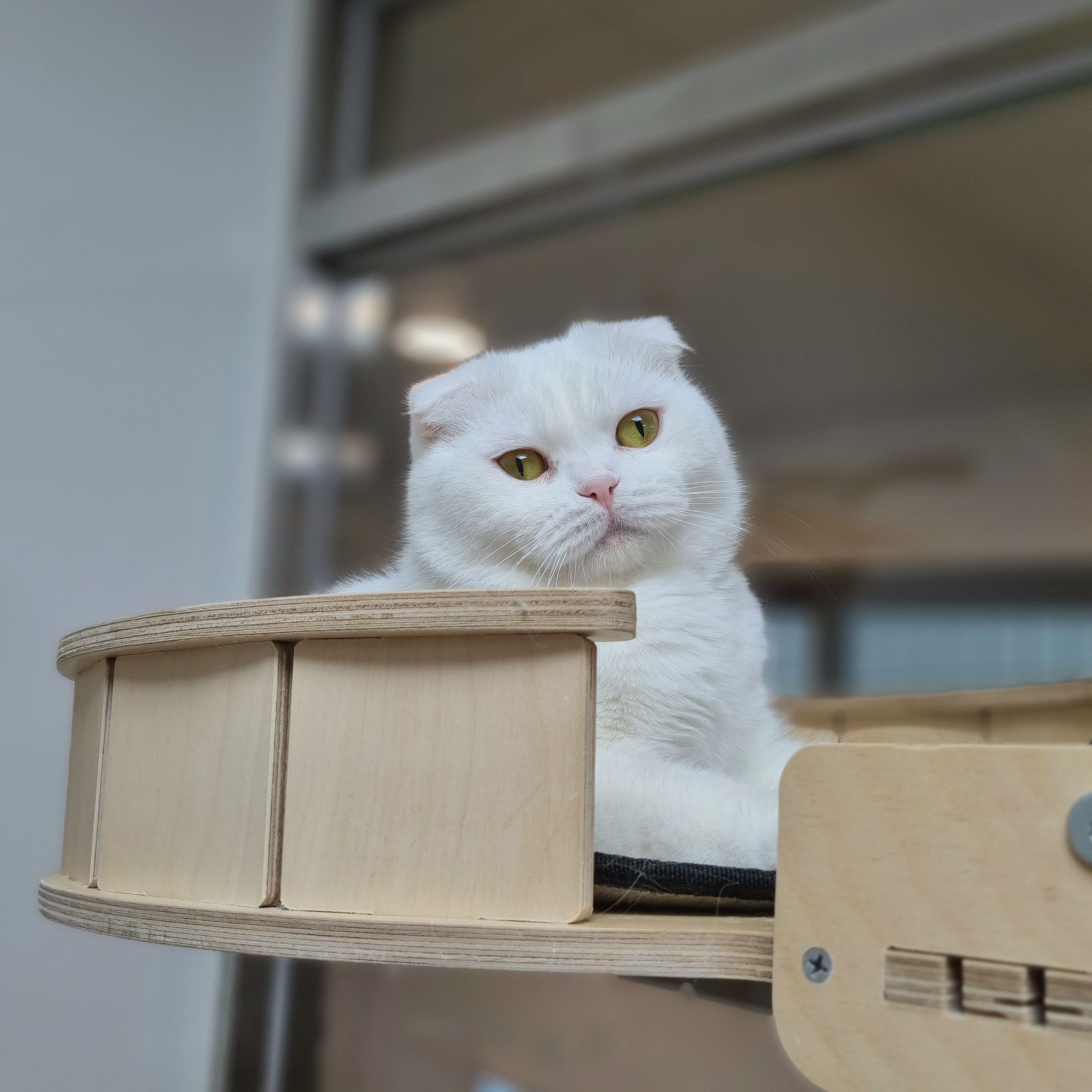 청청