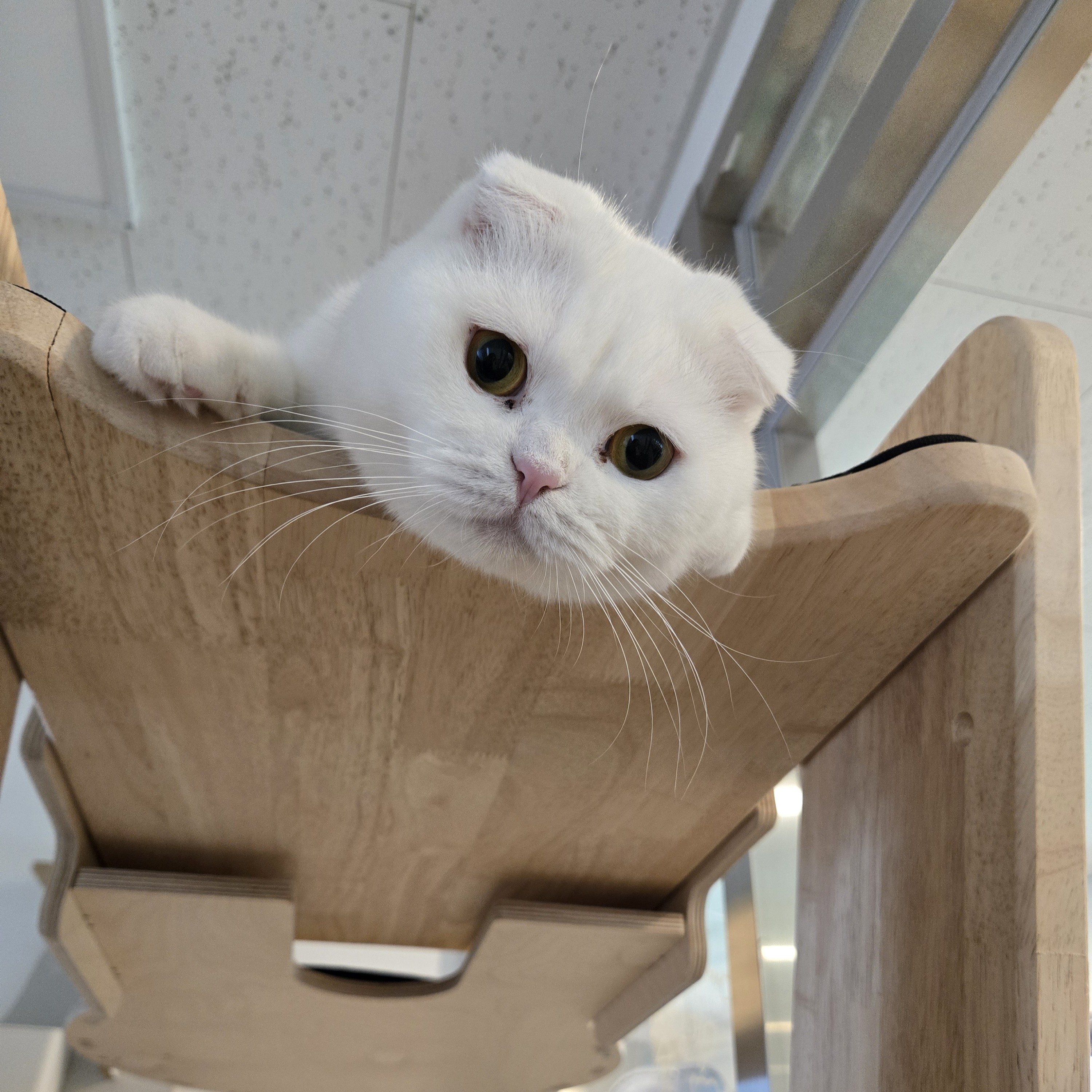 청청