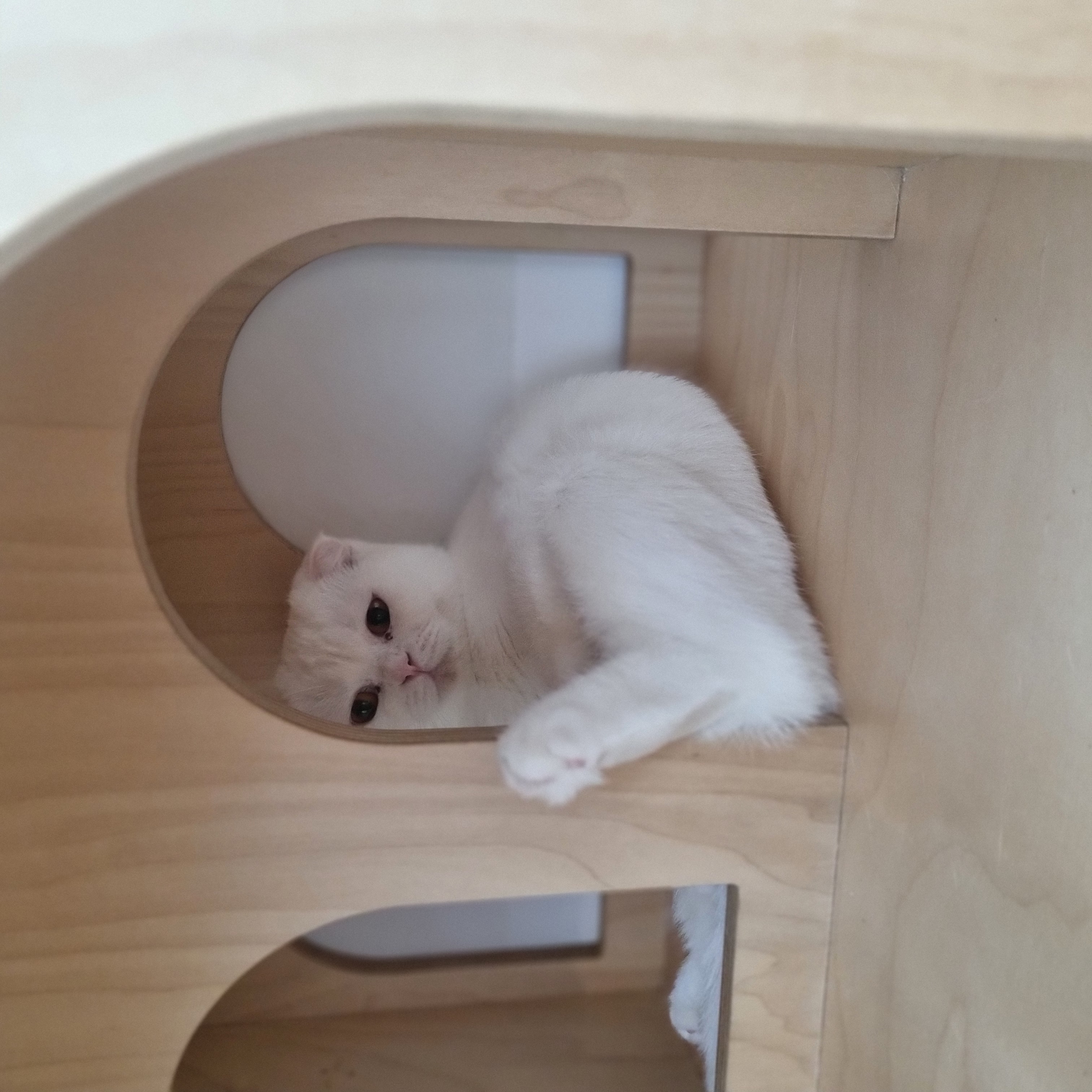 소프