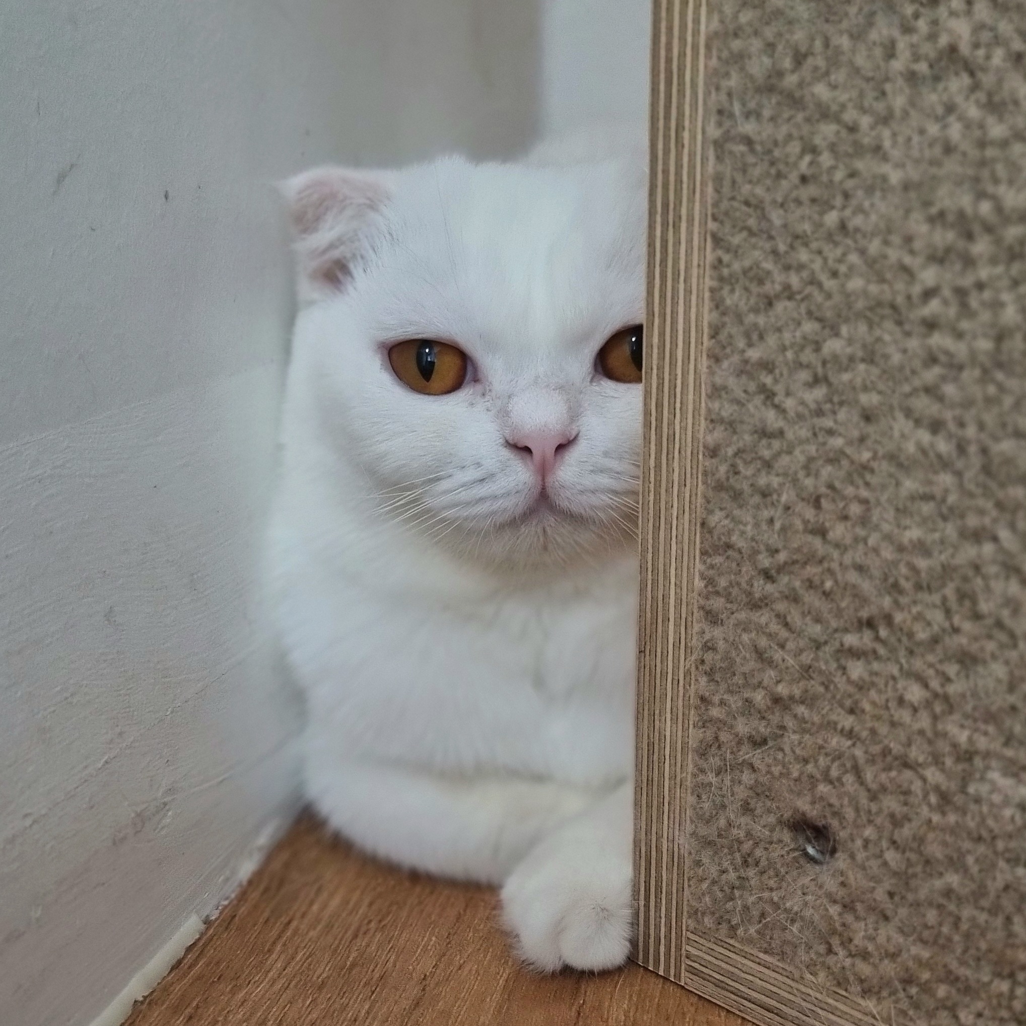 소프