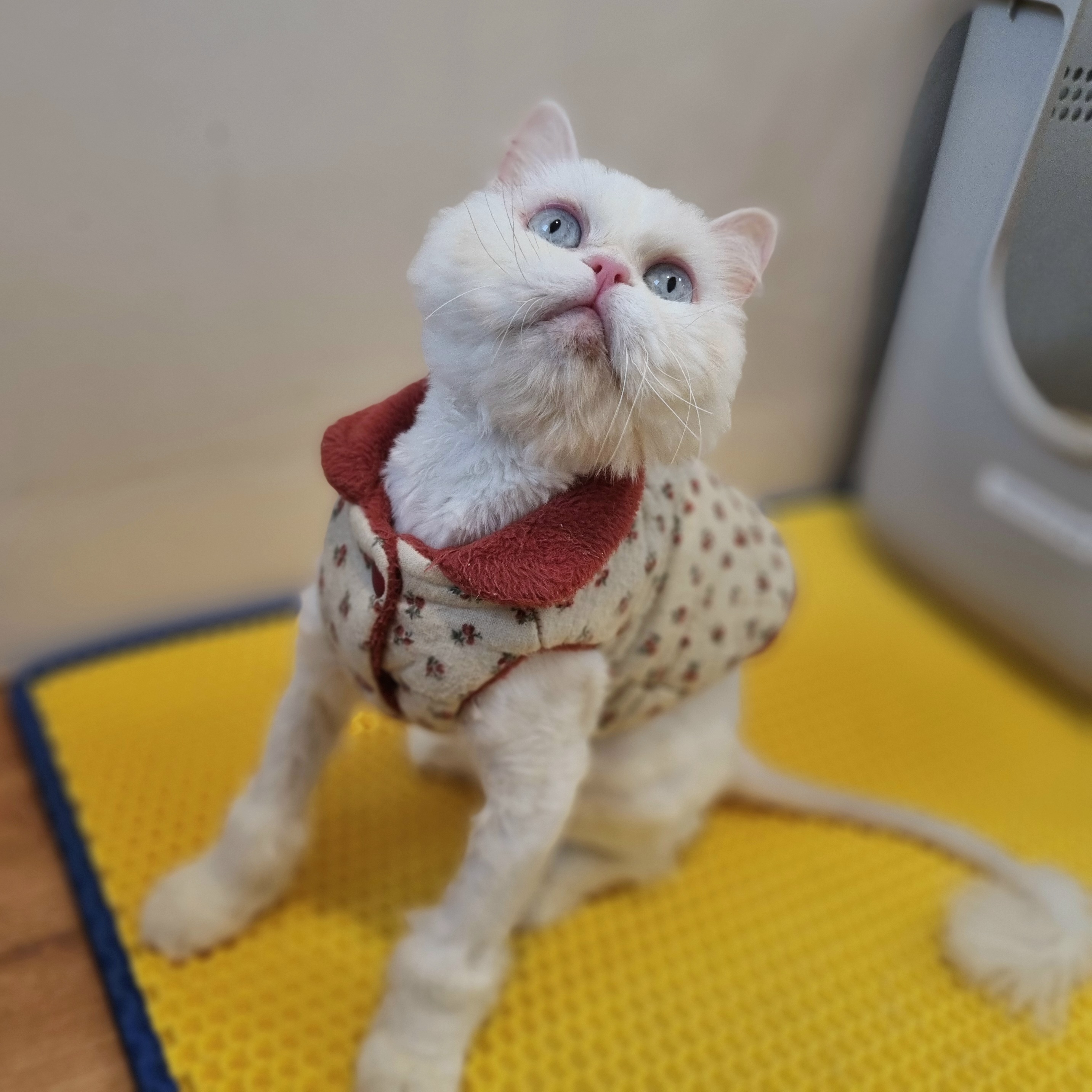 푸링