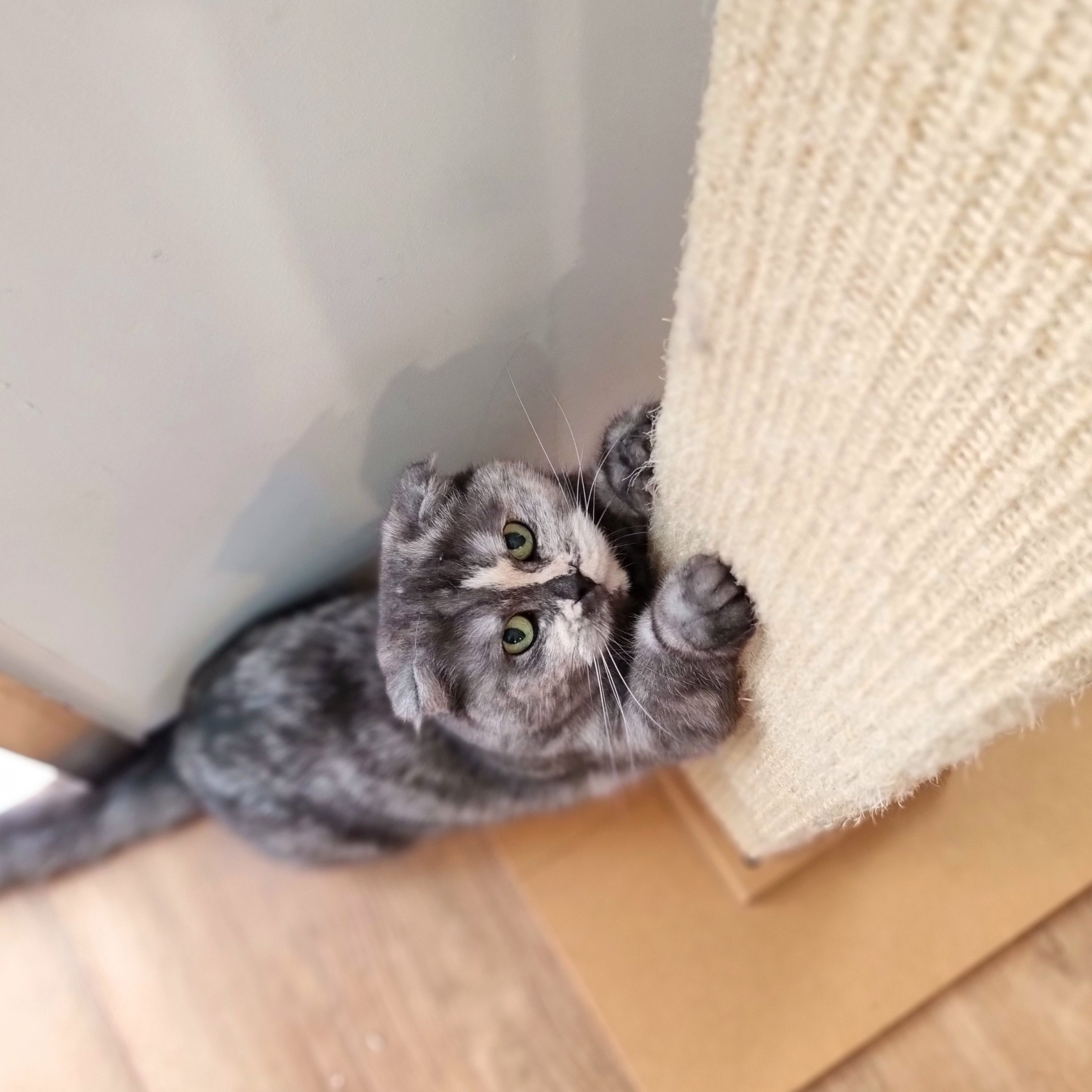 타미나