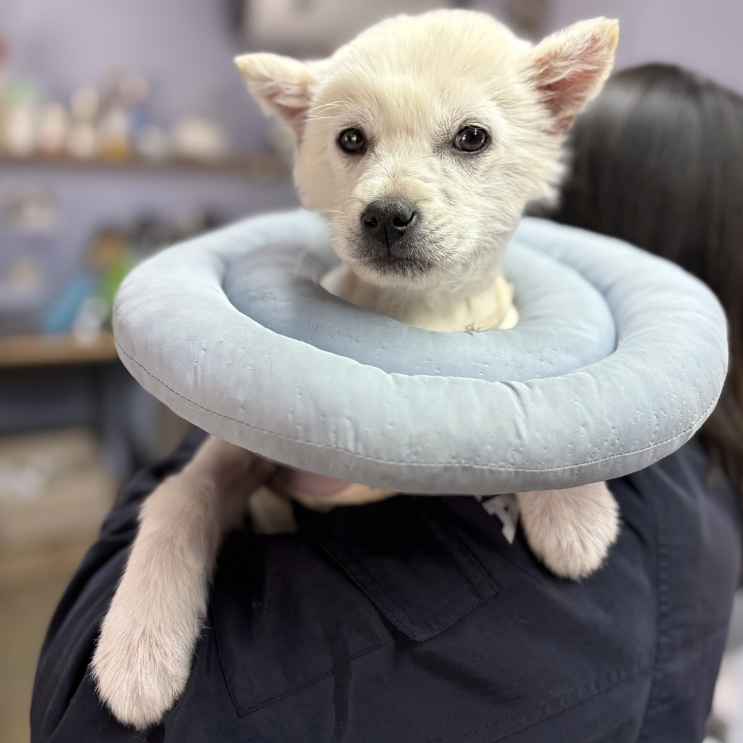 포돌이