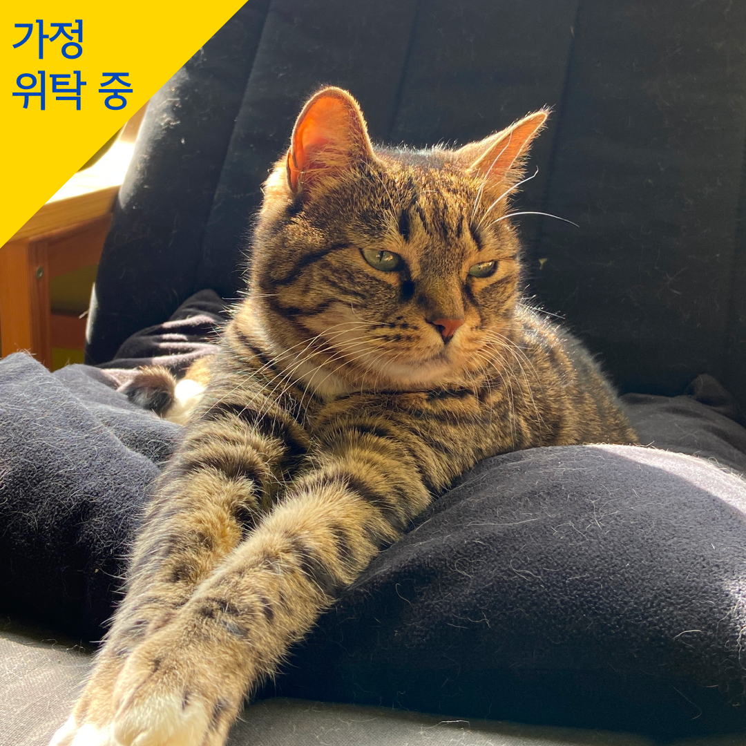 무쇠