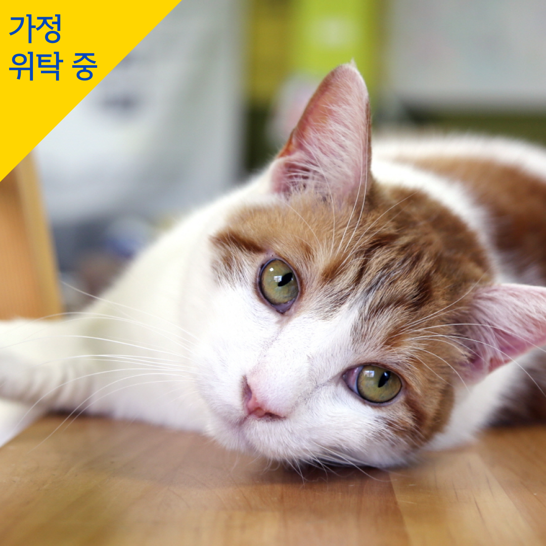 알식