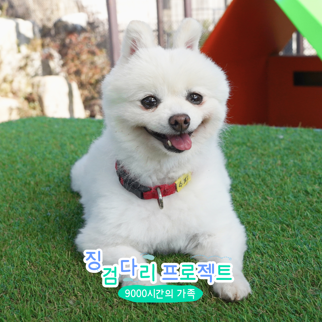 수피