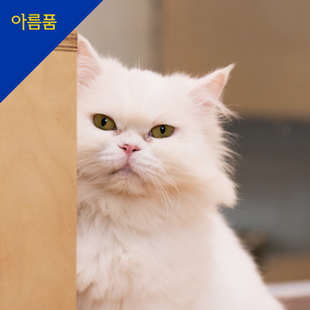 차차
