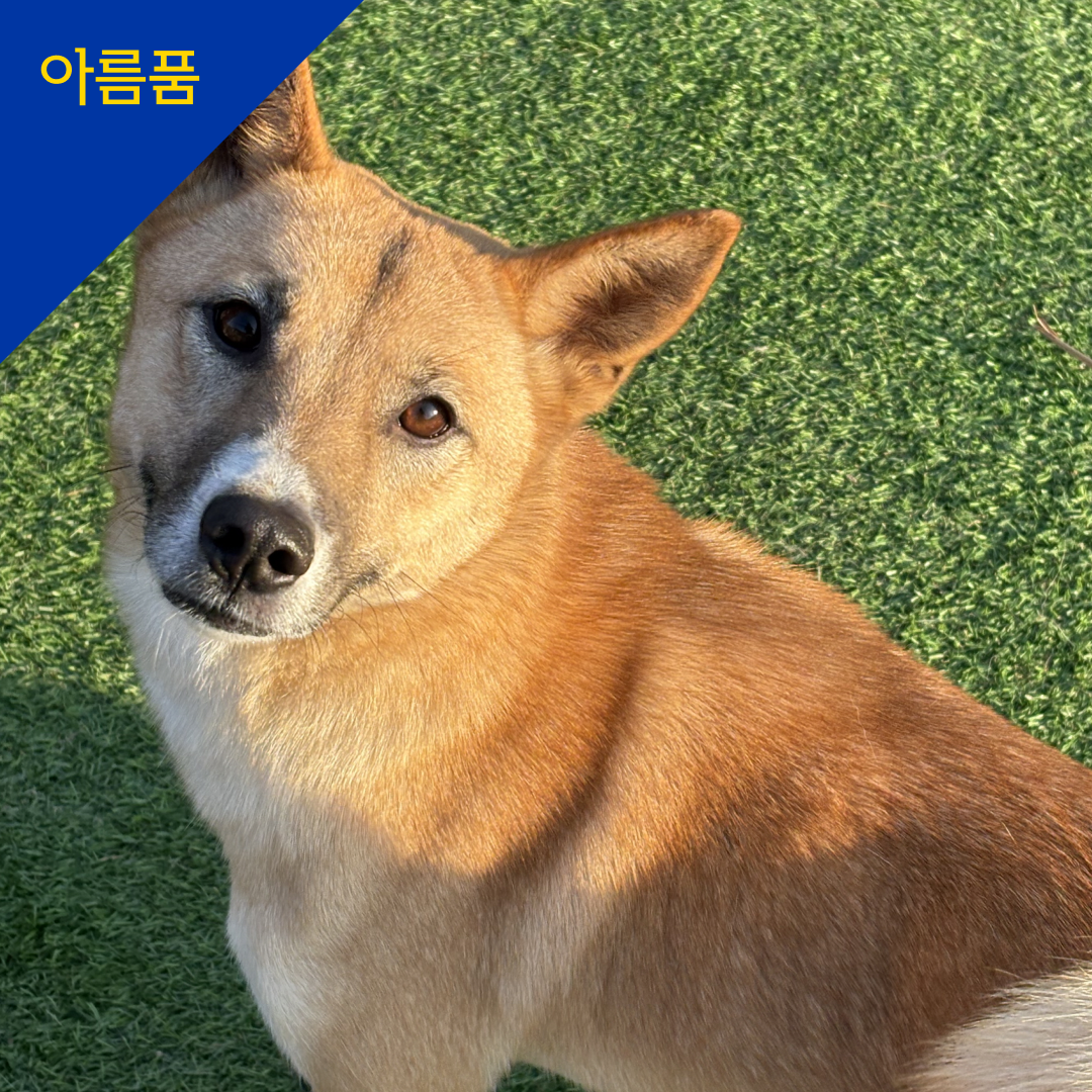 대프