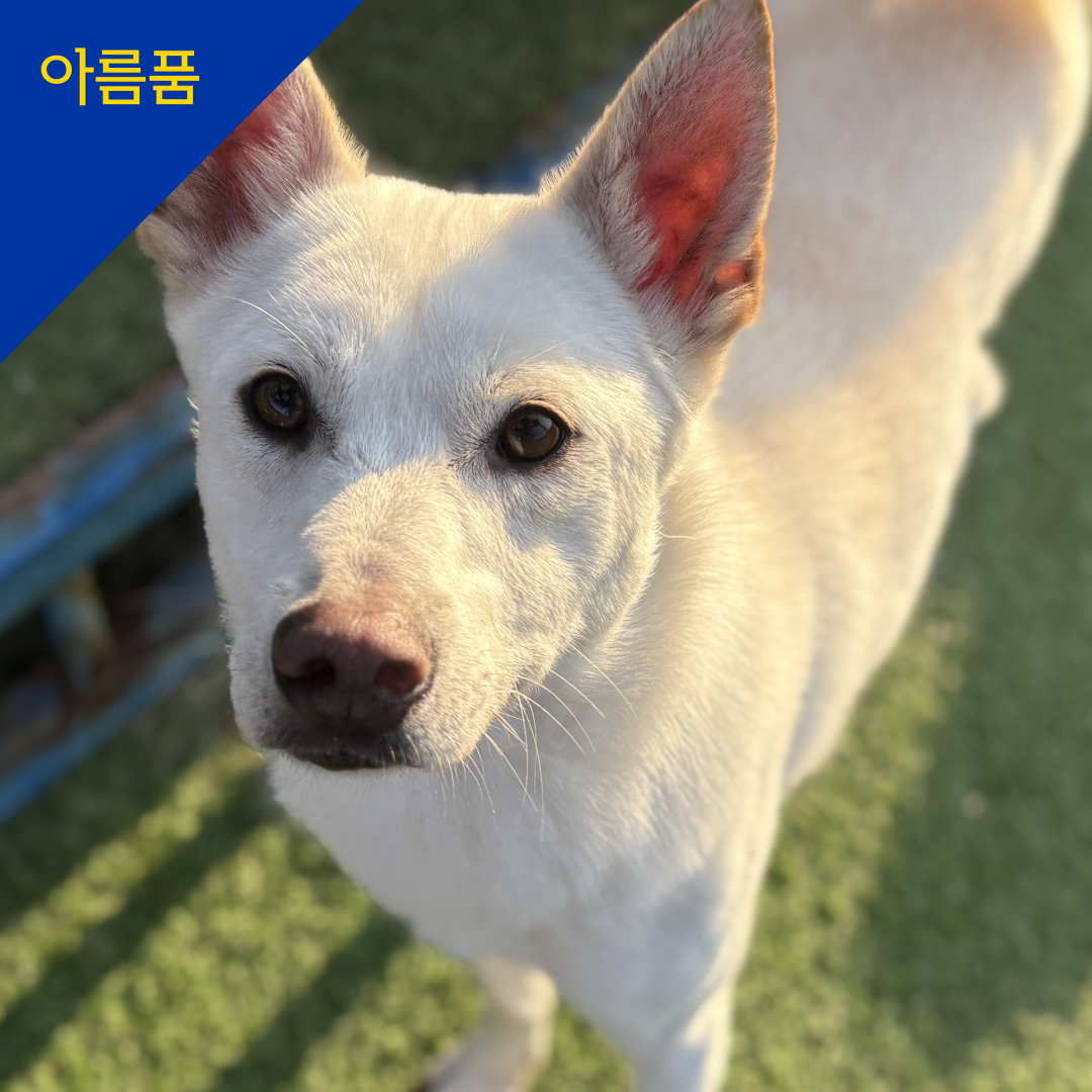 리카