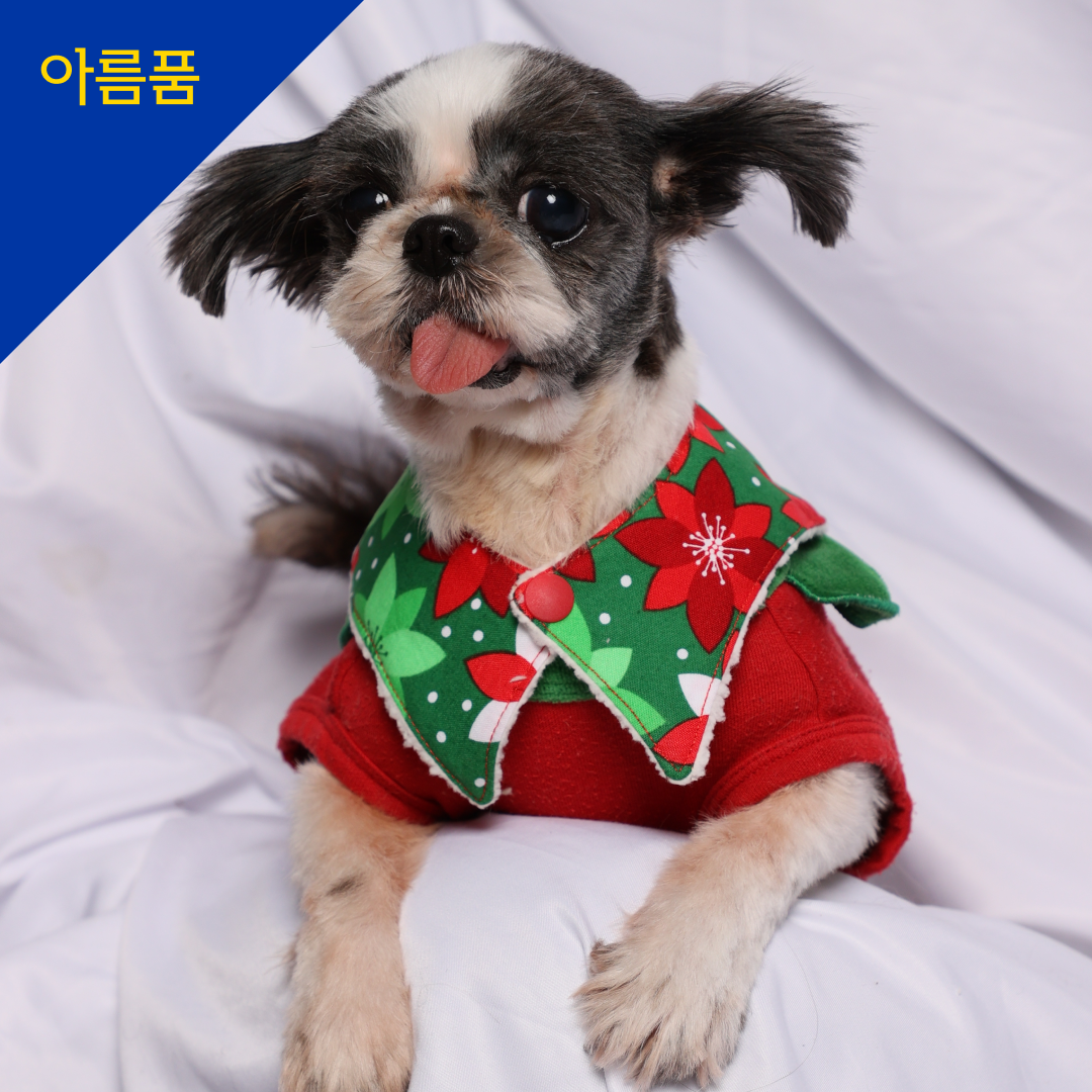 롱짱