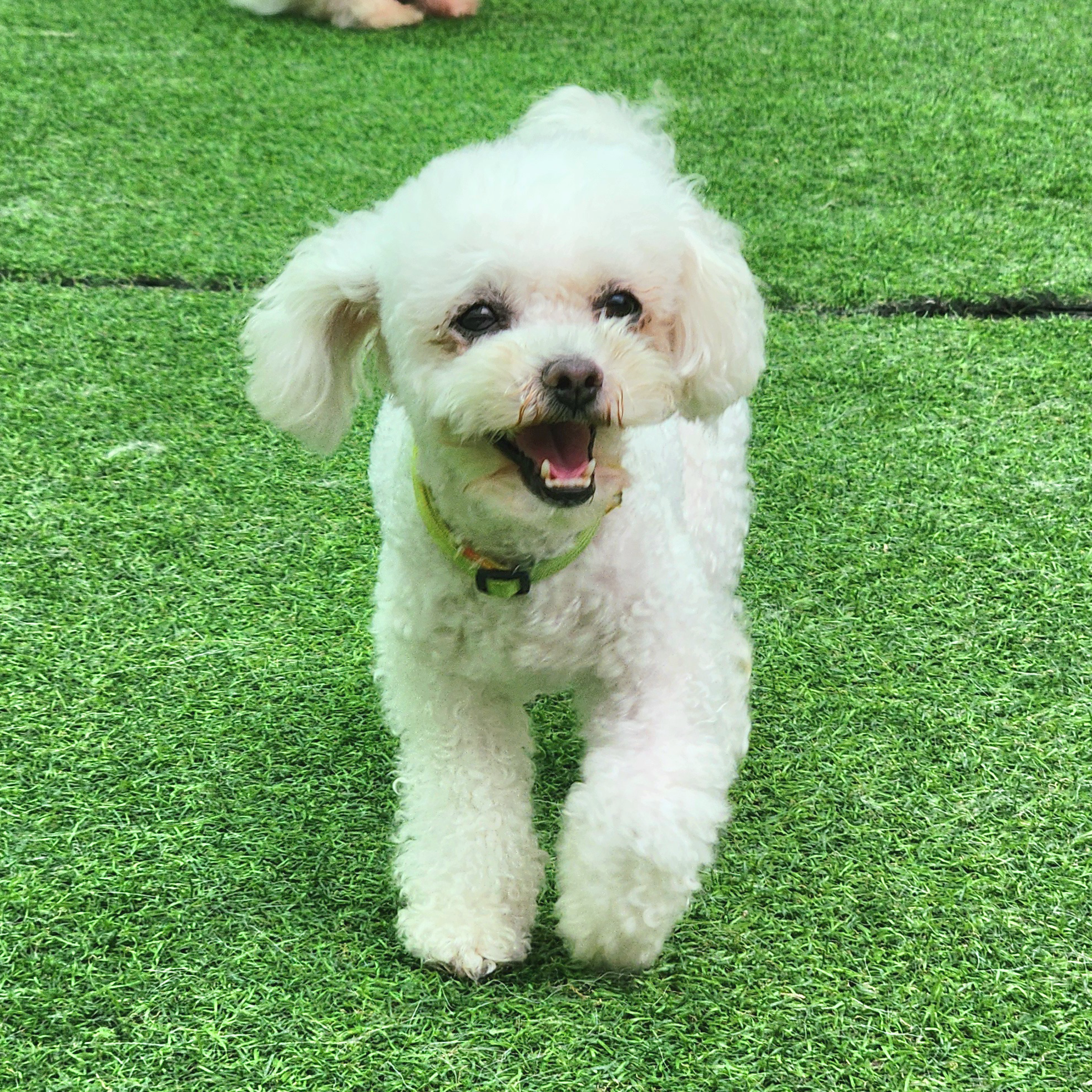 파르