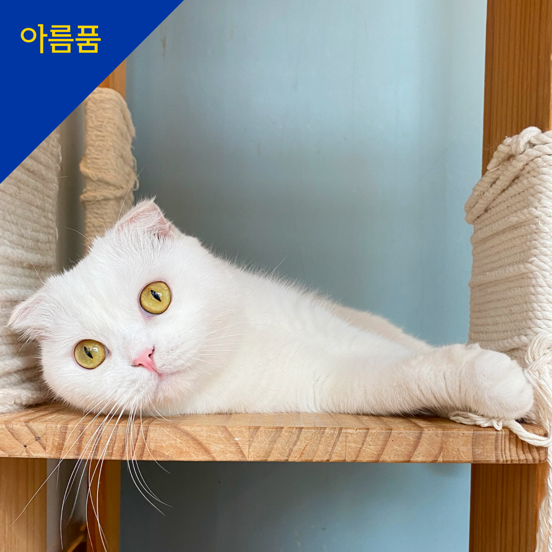 청청