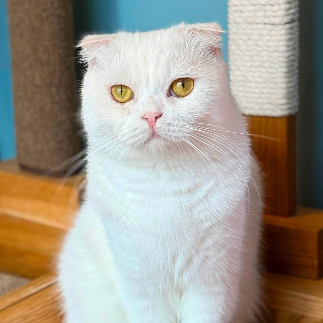 청청