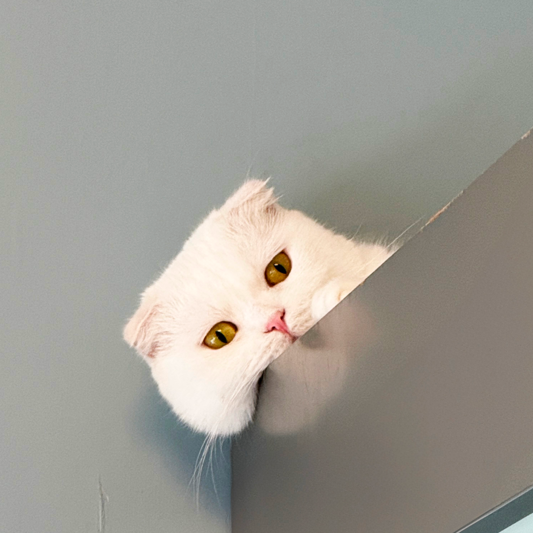 청청