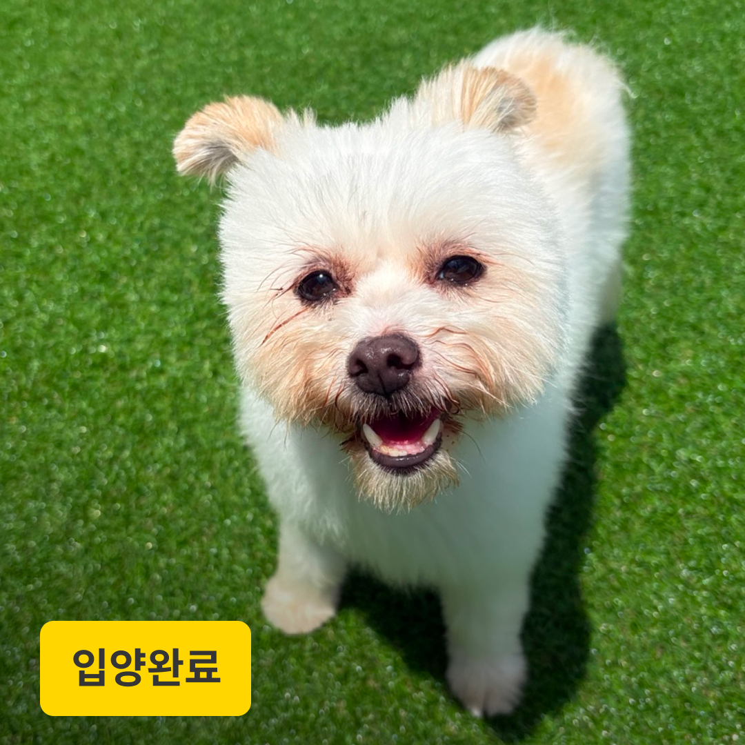 라비