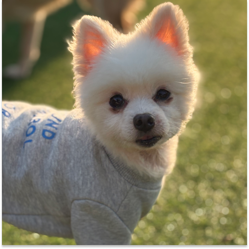 포슬