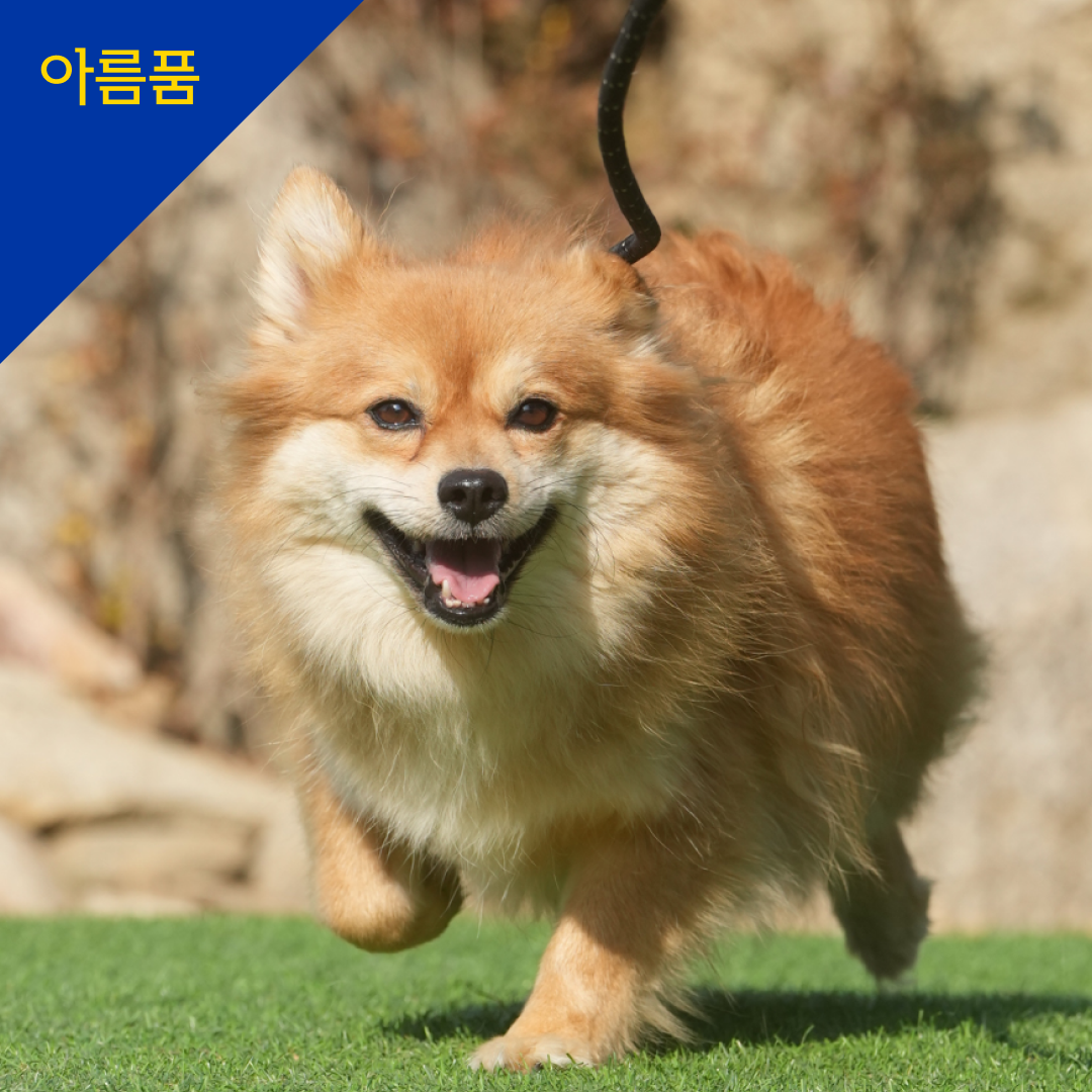 동백