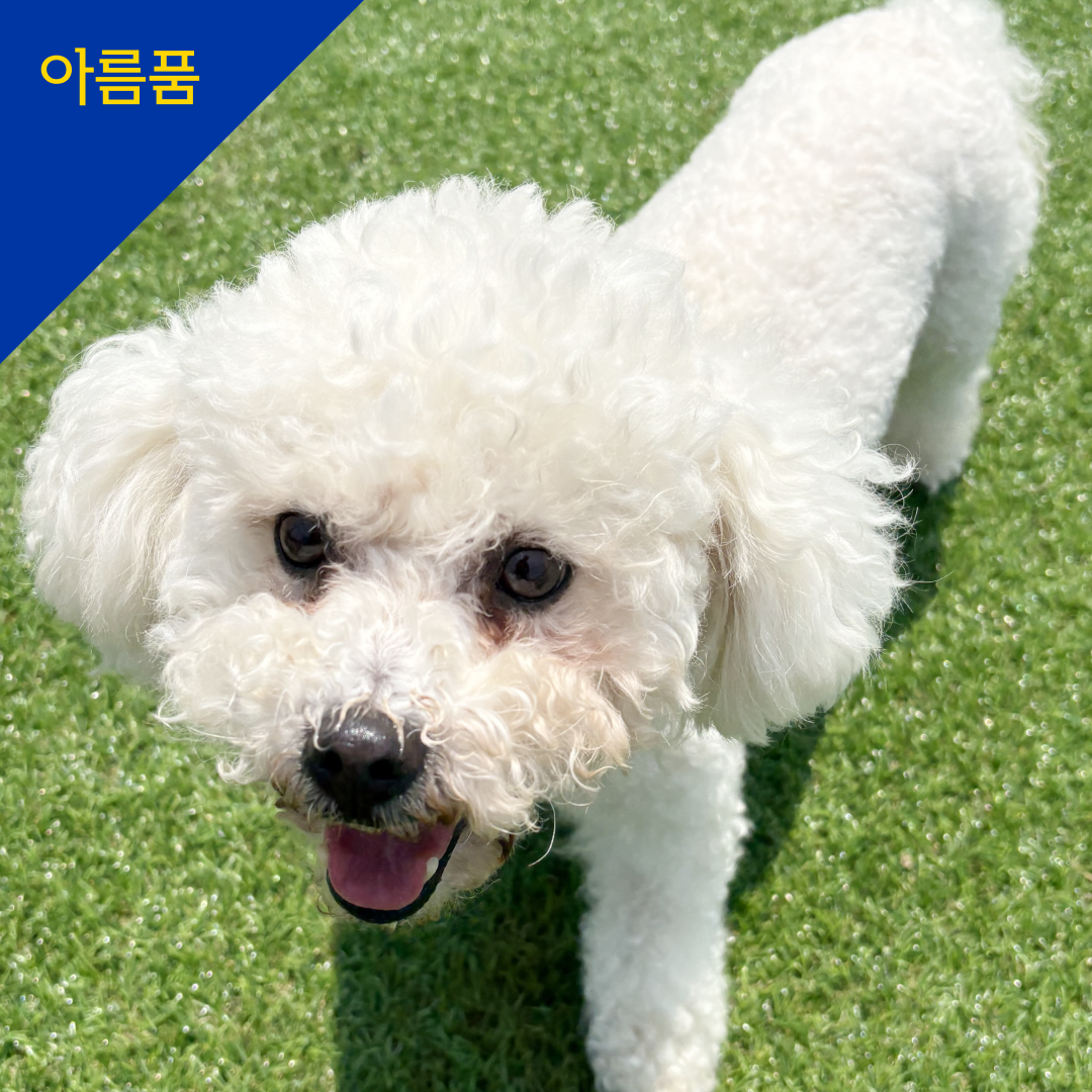 하르