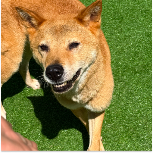 복코
