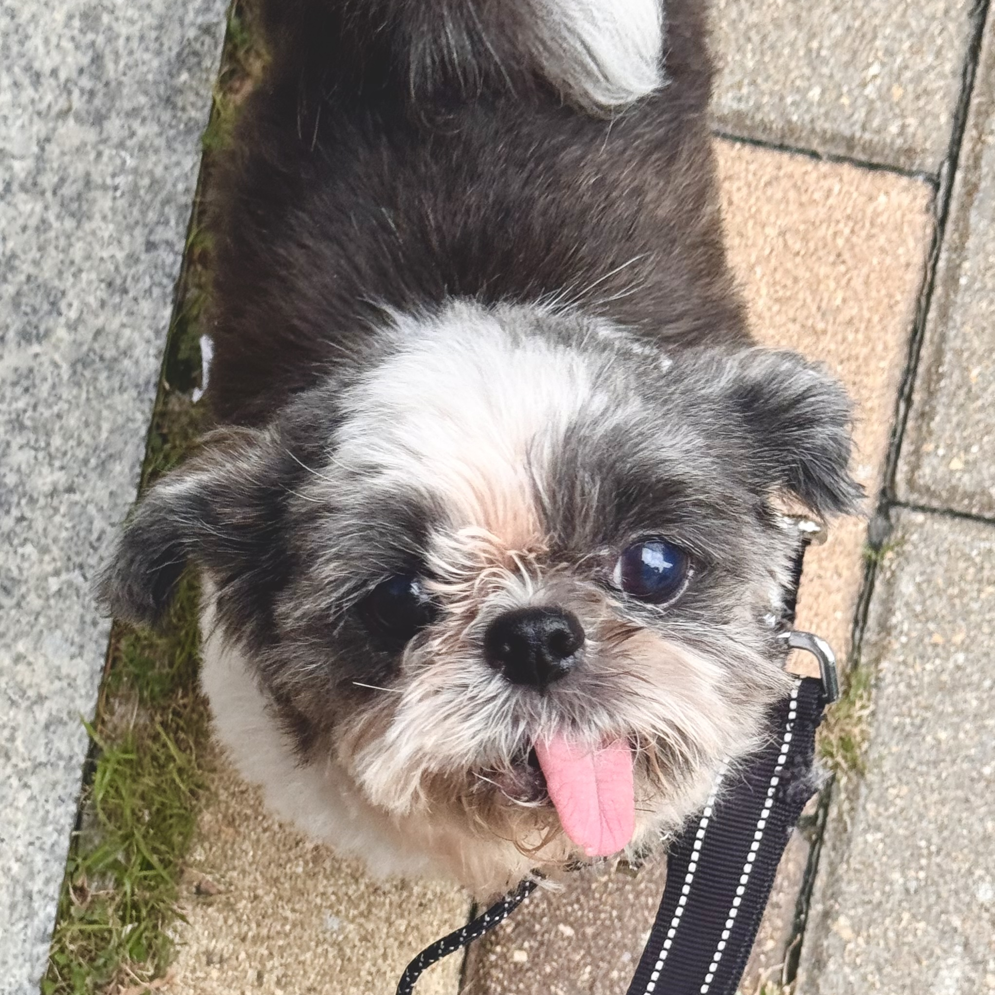 롱짱(입양 진행 중)