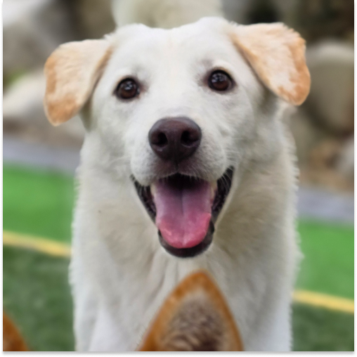 치노 (입양 진행 중)