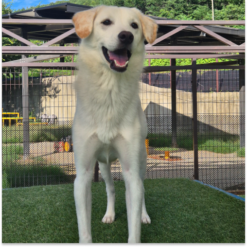 치노 (입양 진행 중)