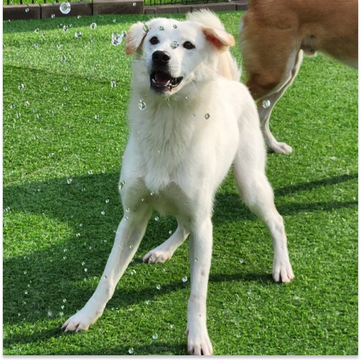 치노 (입양 진행 중)