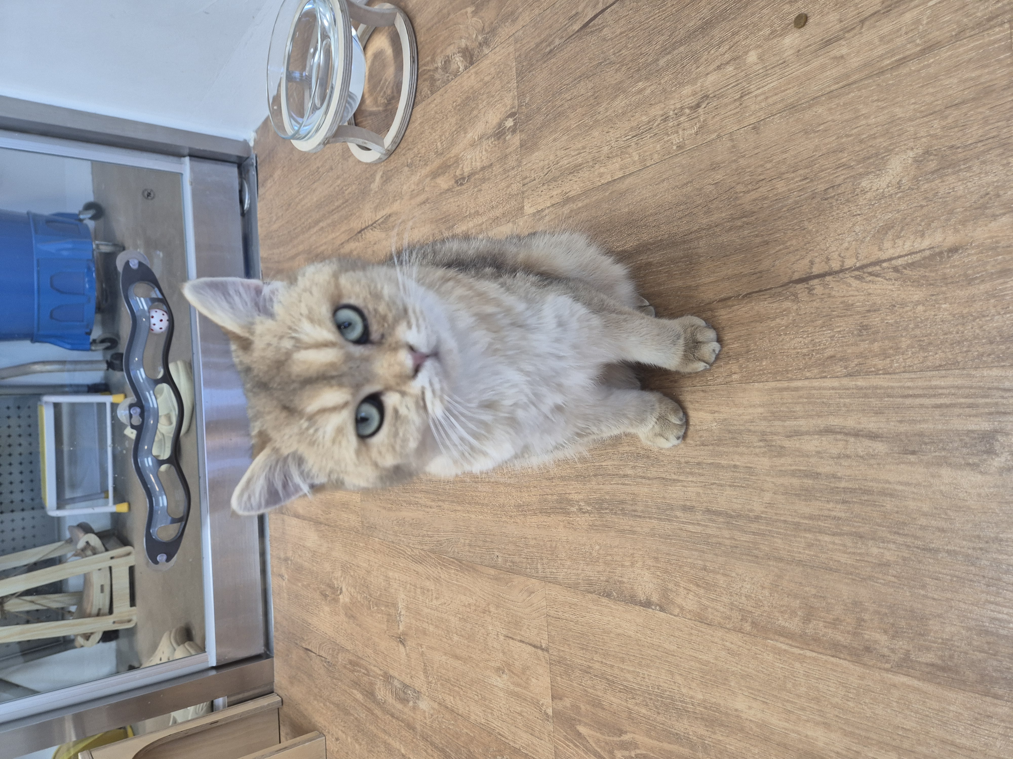 푸카(입양 진행 중)