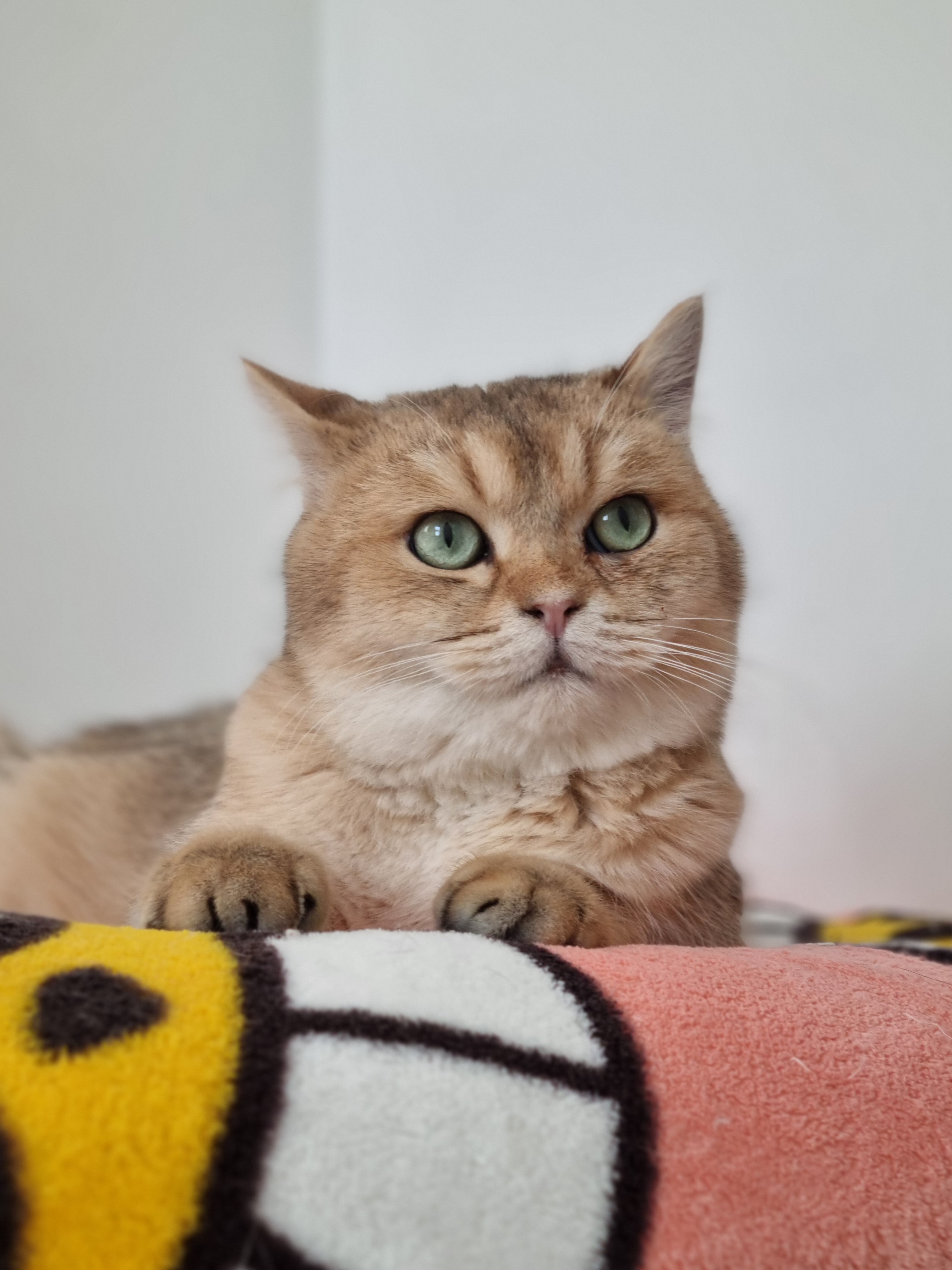 푸카(입양 진행 중)