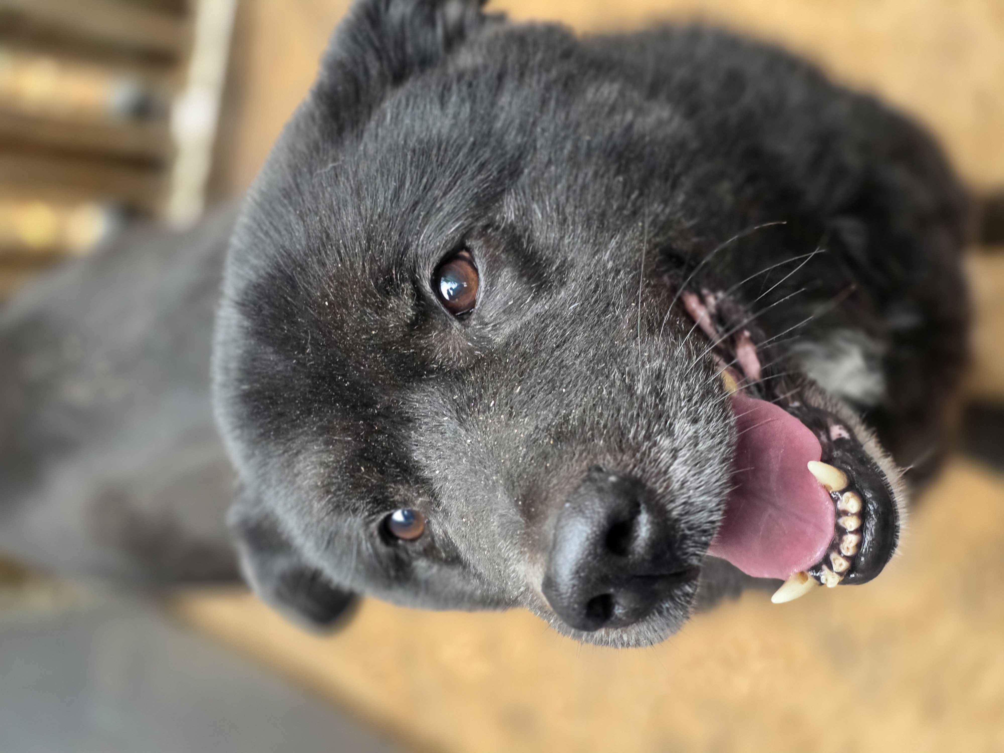 카브리