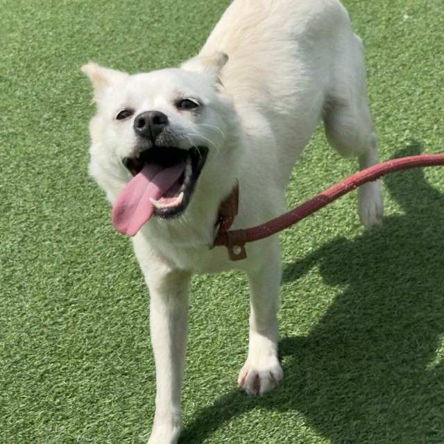 두부