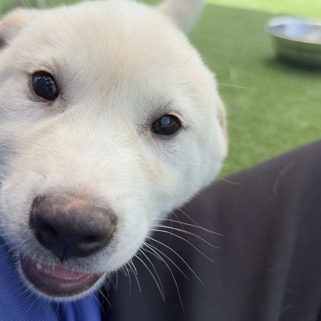 설이