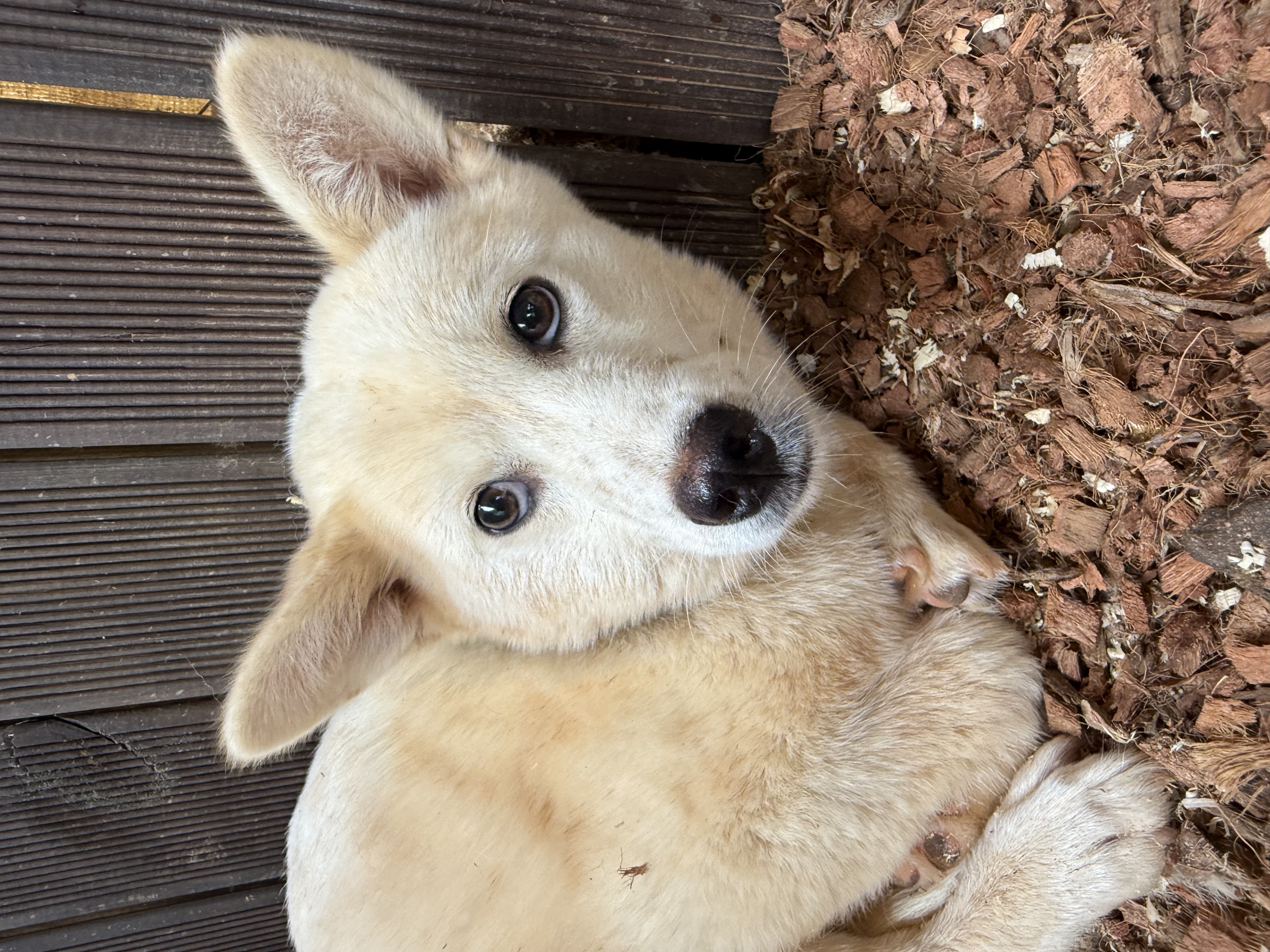 평화