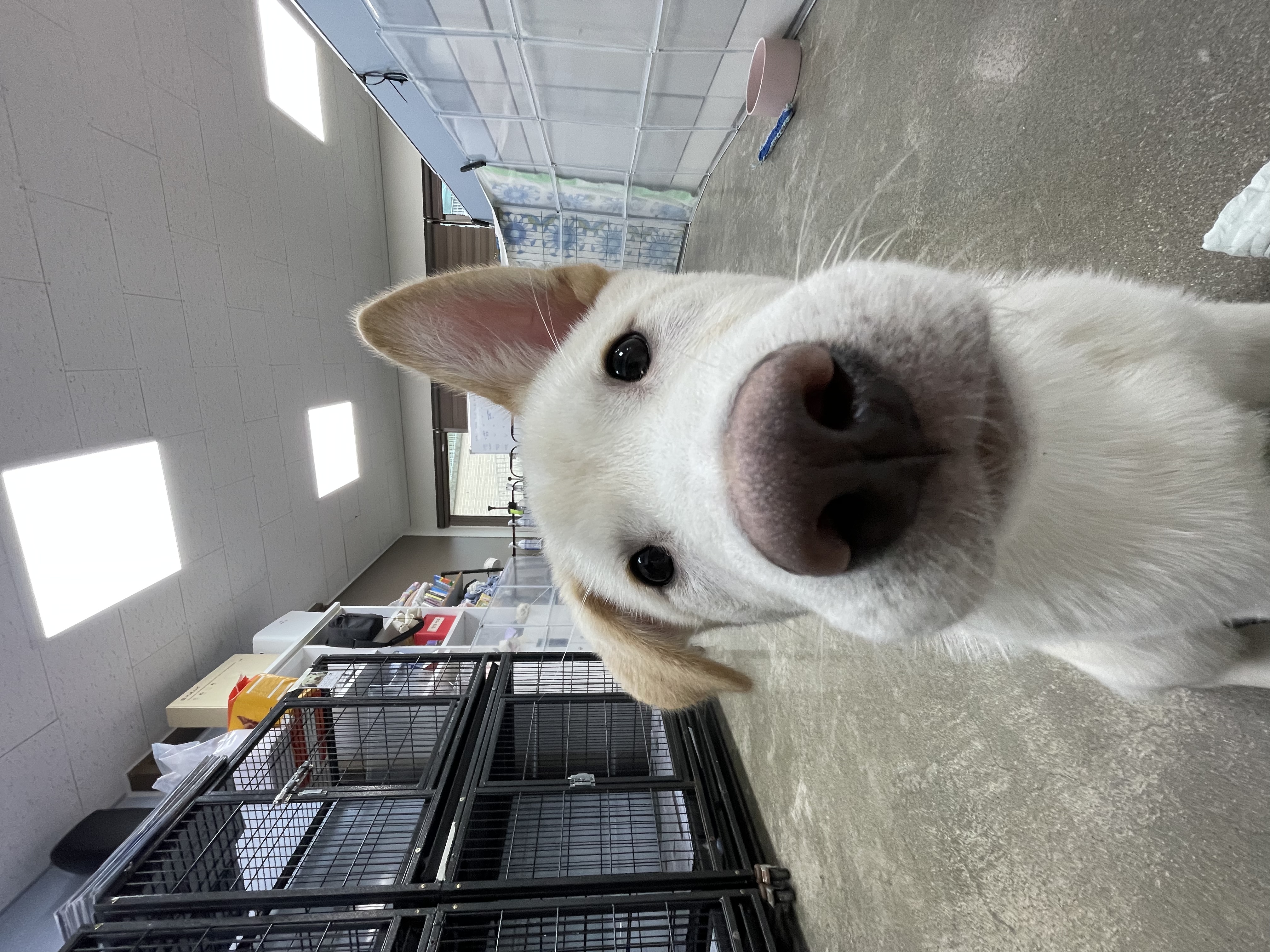 설이