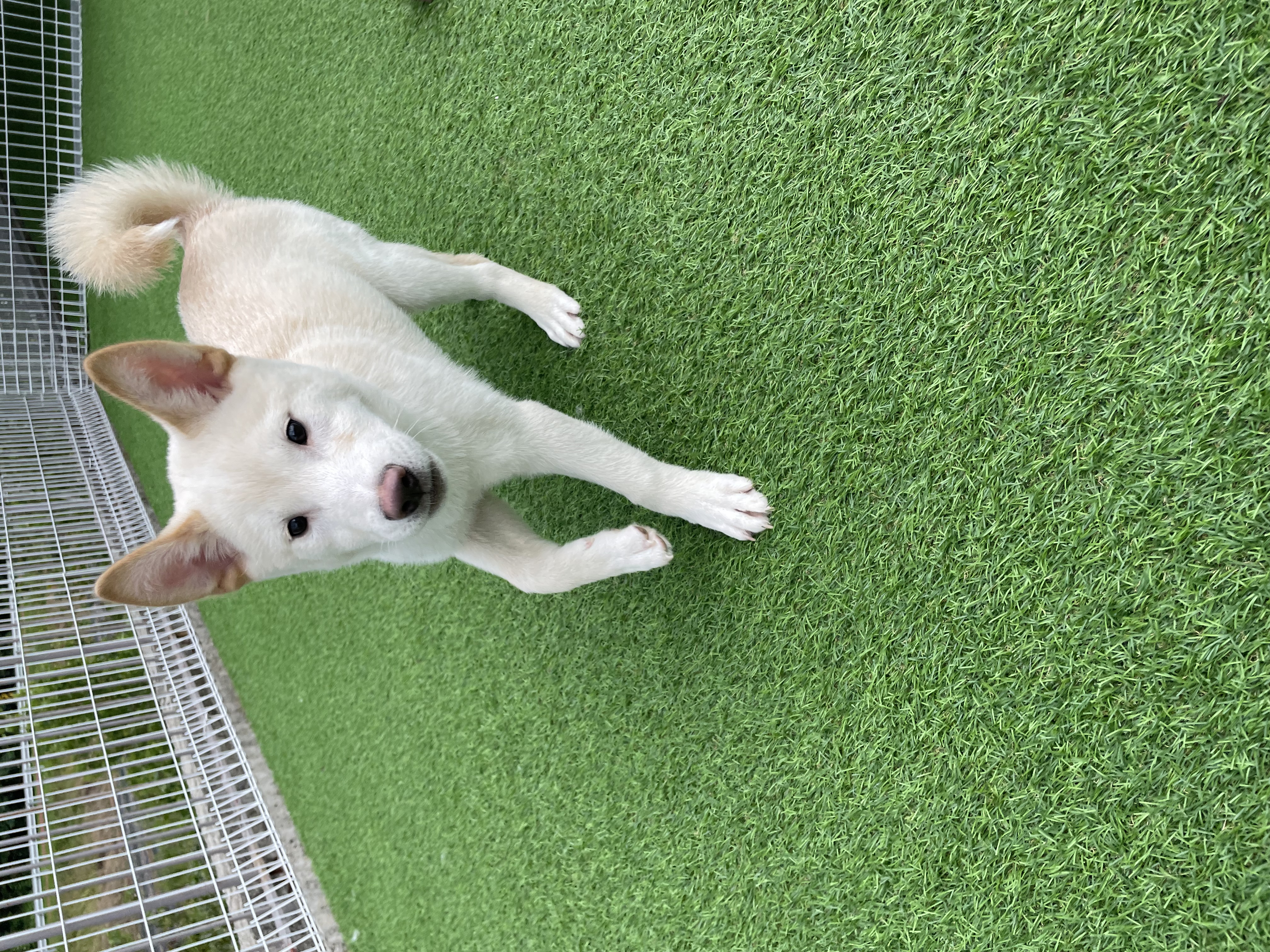 설이