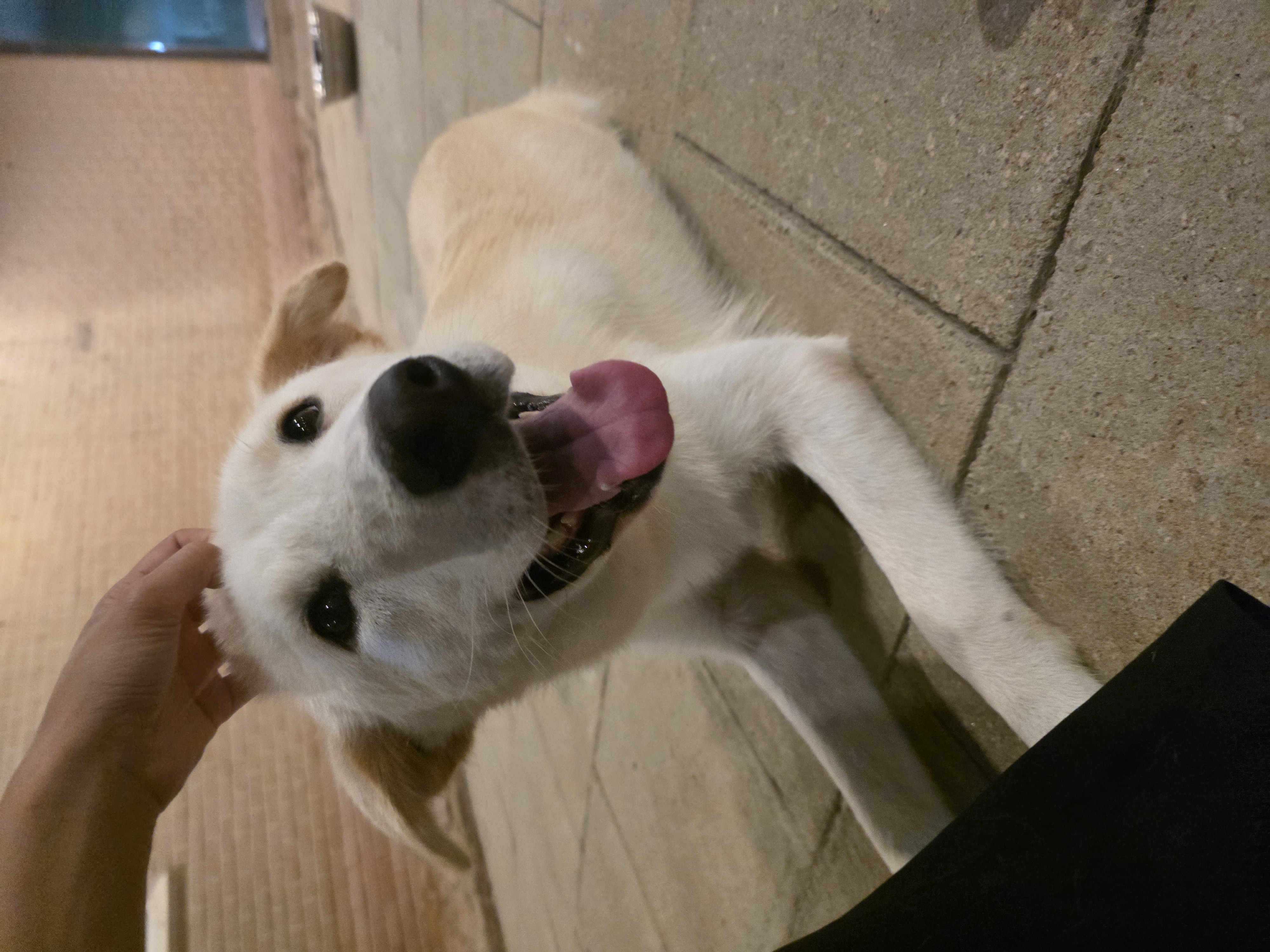 결이
