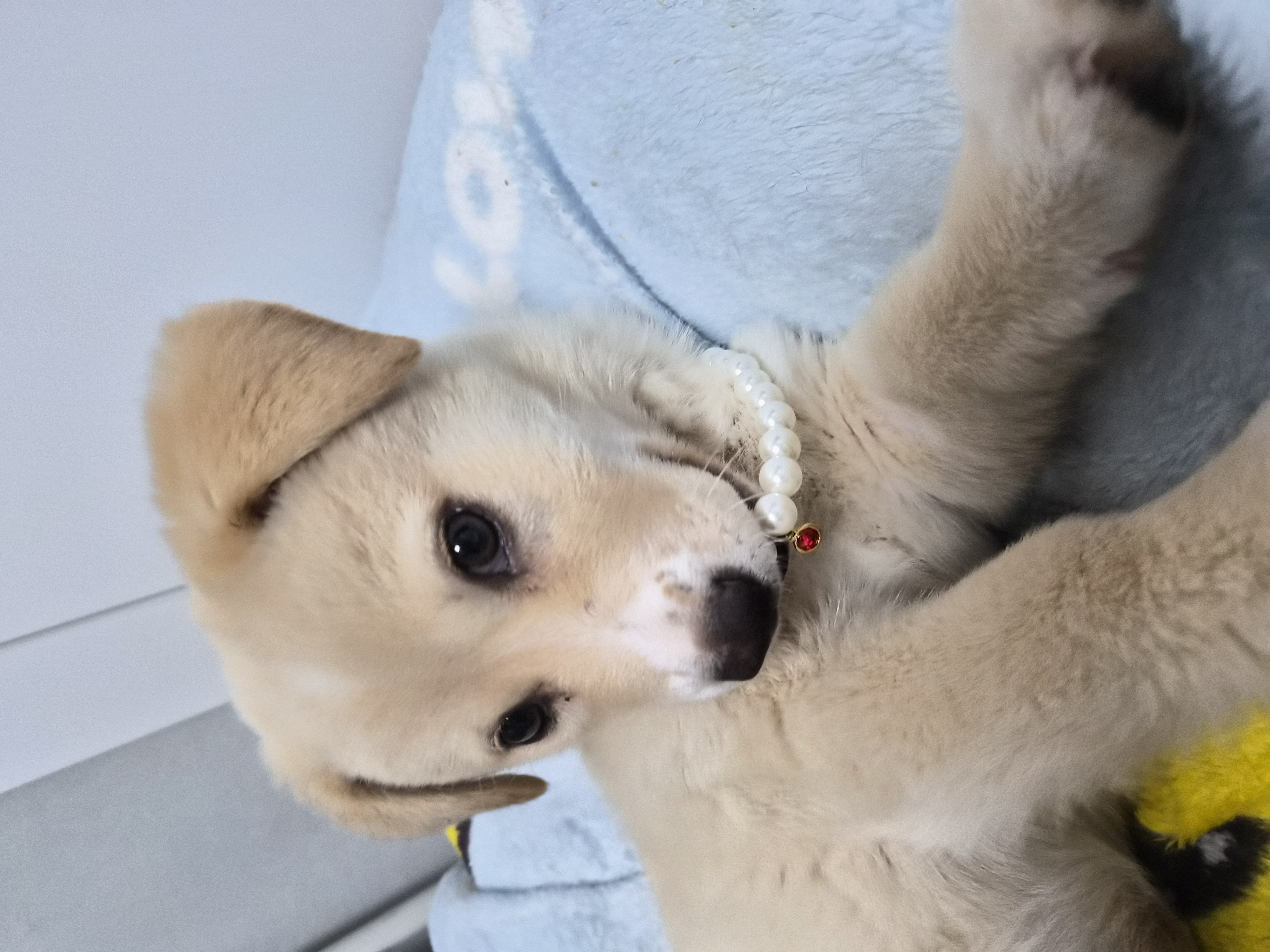진주